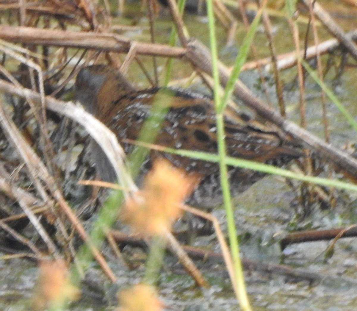 Baillon's Crake - ML545713991