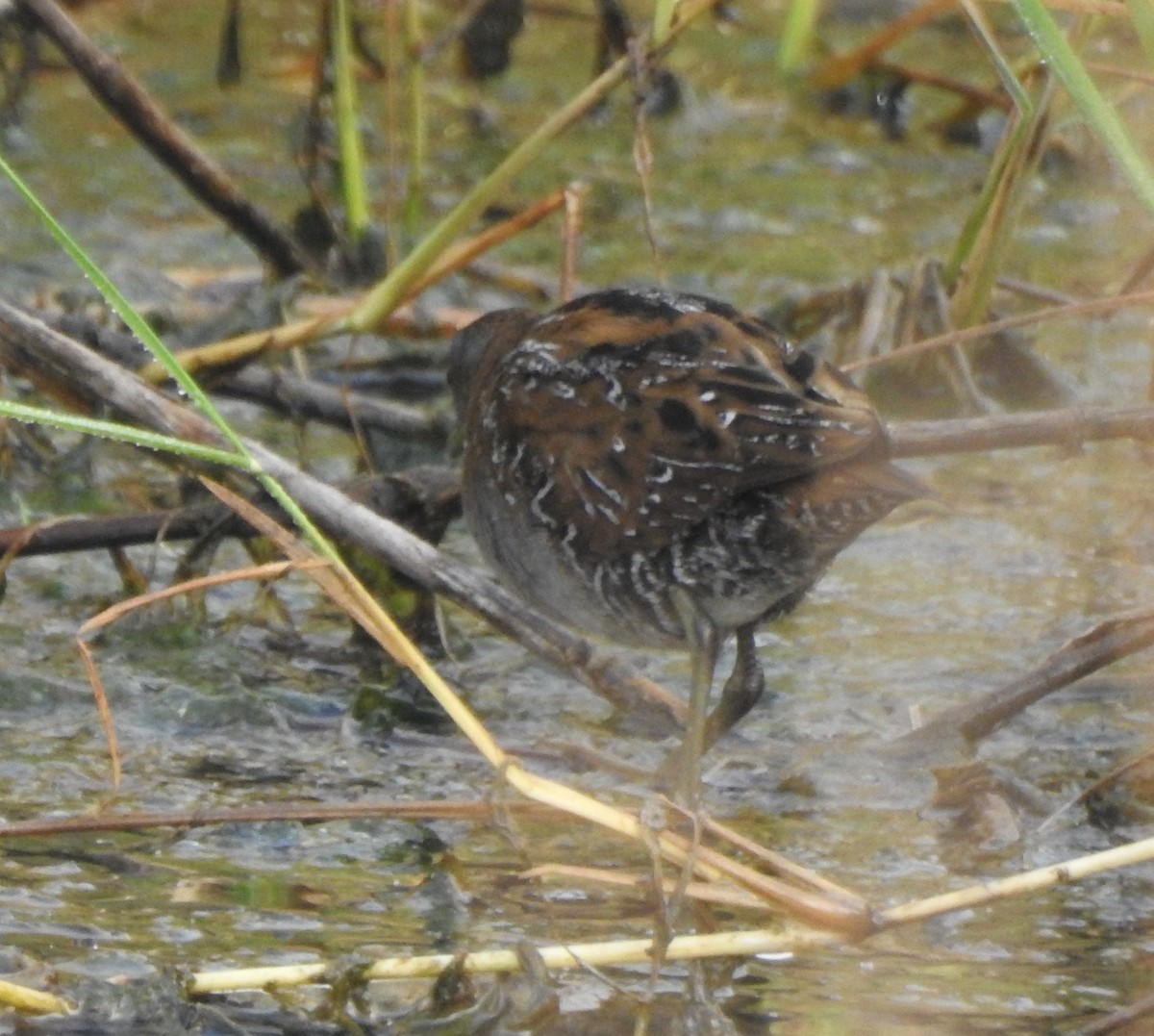 Baillon's Crake - ML545714001