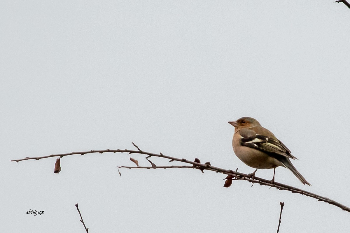 Дуулгат бужирга - ML545714201