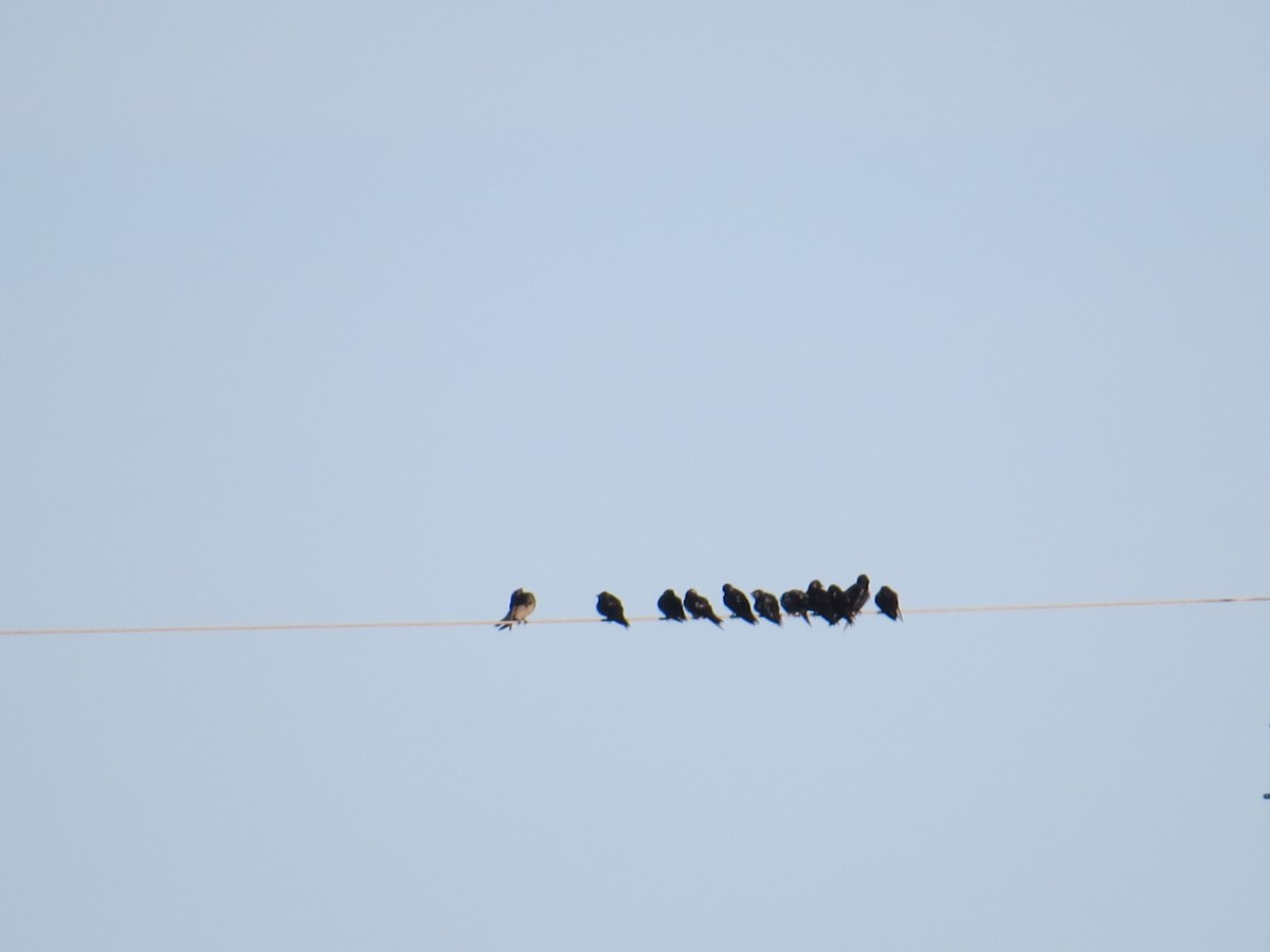 Barn Swallow - ML545714731