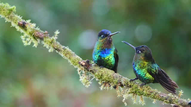 Fiery-throated Hummingbird - ML545715071