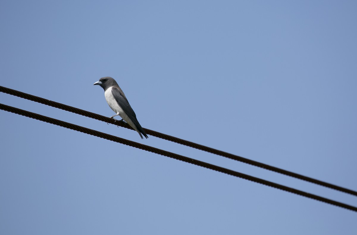 White-breasted Woodswallow - ML545715651