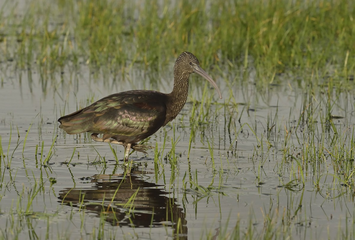 Glossy Ibis - ML545715811