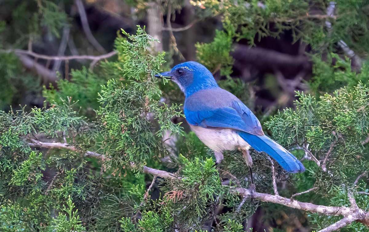 Woodhouse's Scrub-Jay - ML545716531