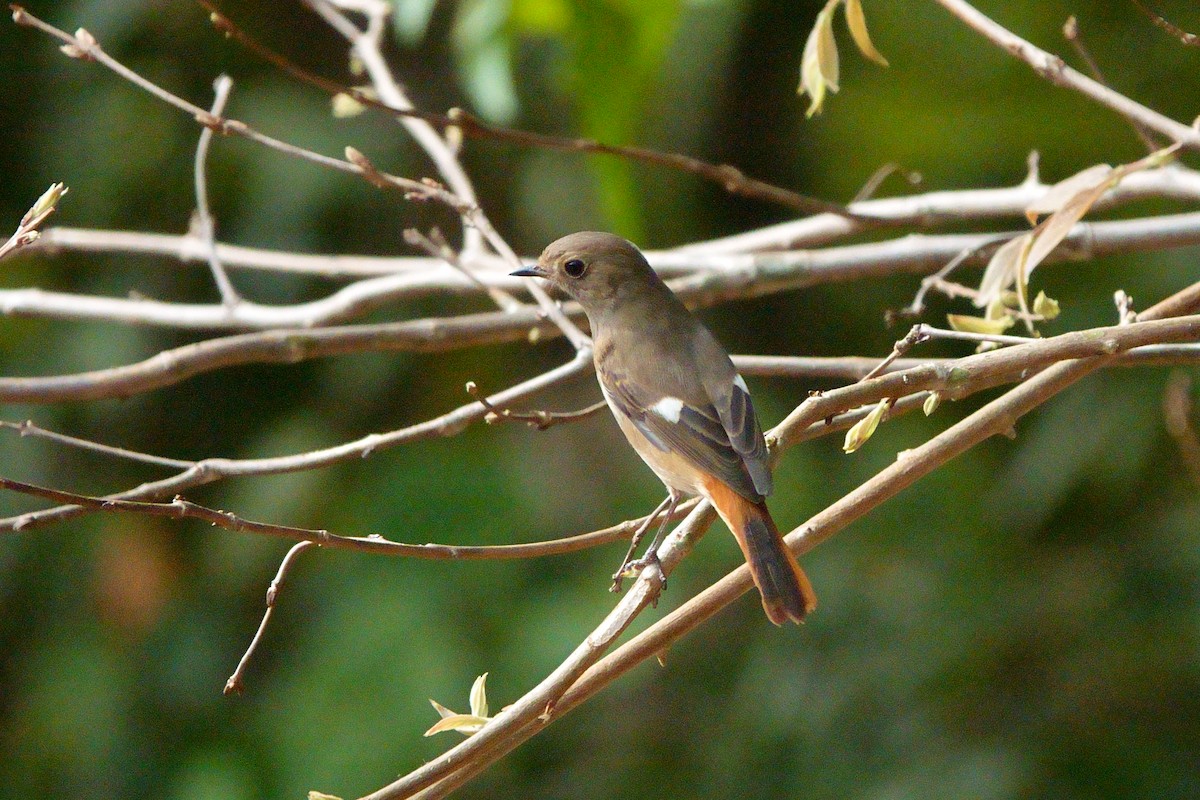 Daurian Redstart - ML545717231