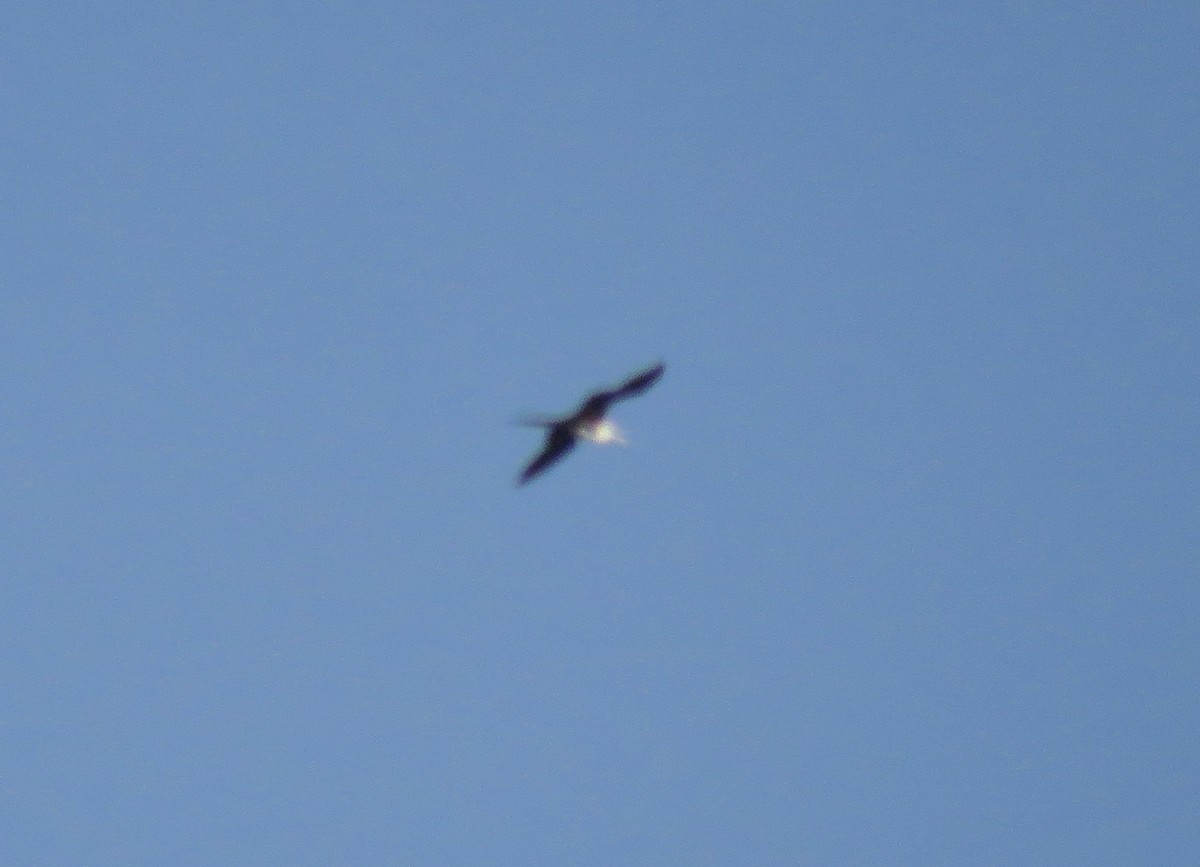 Magnificent Frigatebird - ML545717981