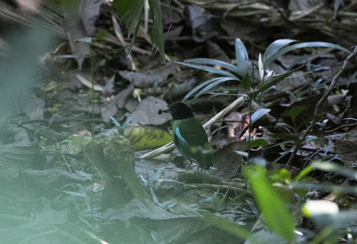 綠胸八色鳥(sordida/palawanensis) - ML545718131