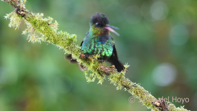 Fiery-throated Hummingbird - ML545718861