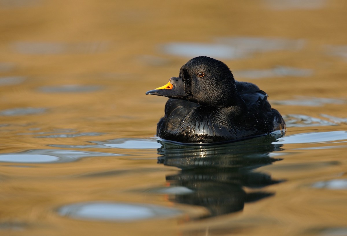 Common Scoter - ML545719111