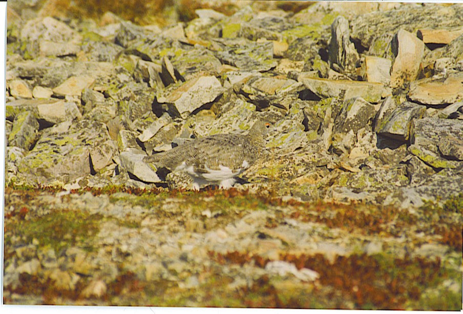 Цэвдгийн ахууна - ML545719231