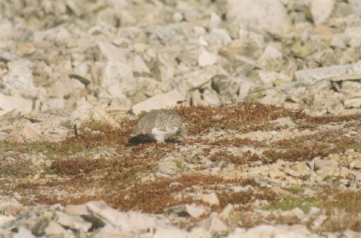 Цэвдгийн ахууна - ML545719241