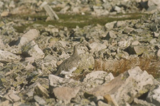 Цэвдгийн ахууна - ML545719251