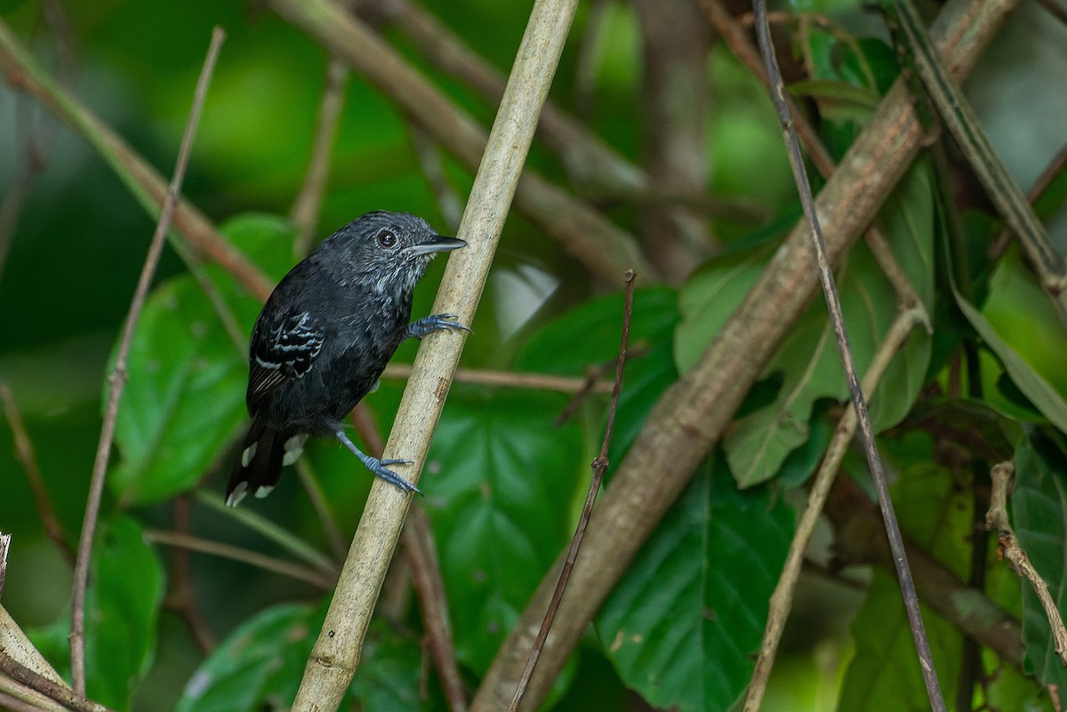 Bananal Antbird - ML545719751