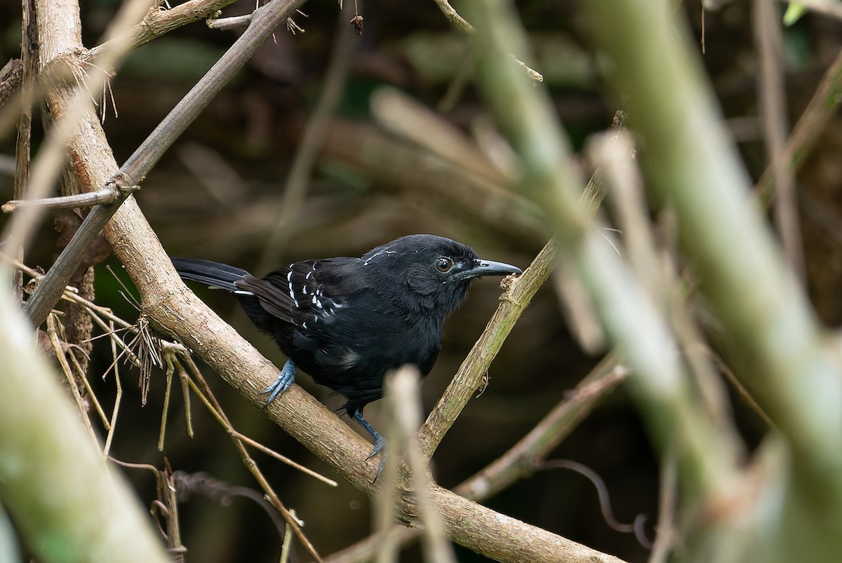 Bananal Antbird - ML545719761