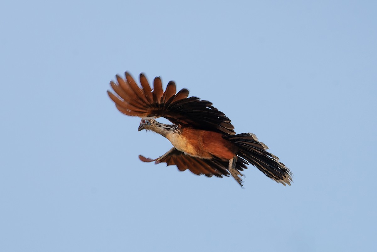 hoatzin - ML545720071