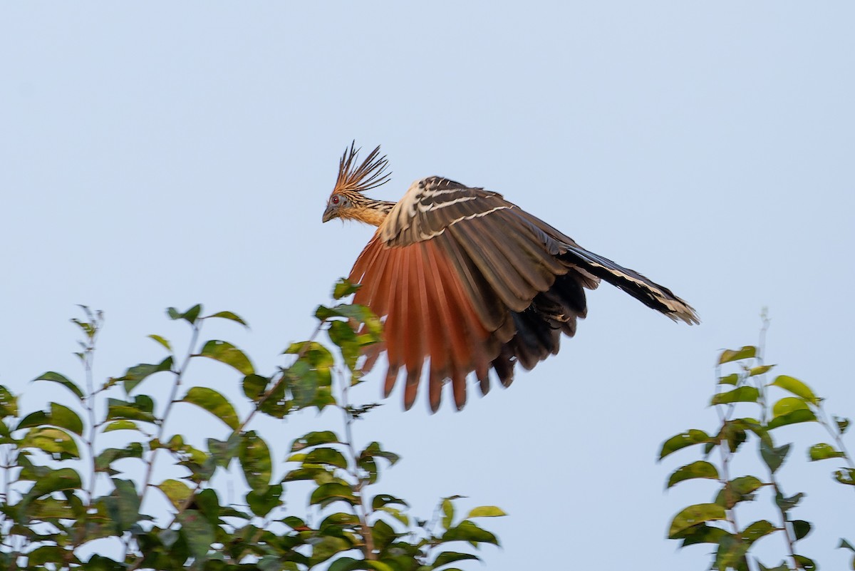 Hoatzin - LUCIANO BERNARDES