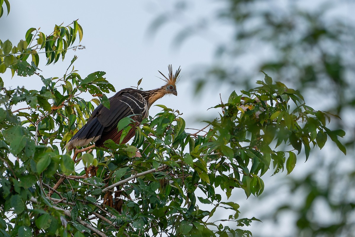 Hoatzin - ML545720101