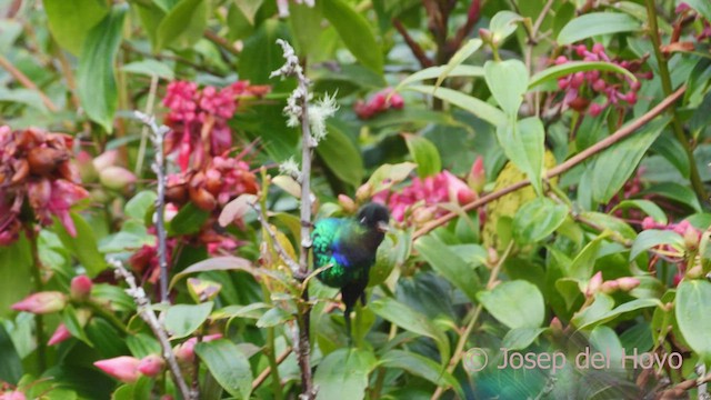 kolibřík ohnivobradý - ML545720791