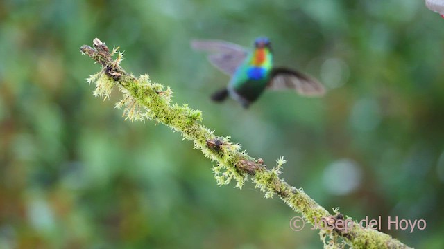 Fiery-throated Hummingbird - ML545723491