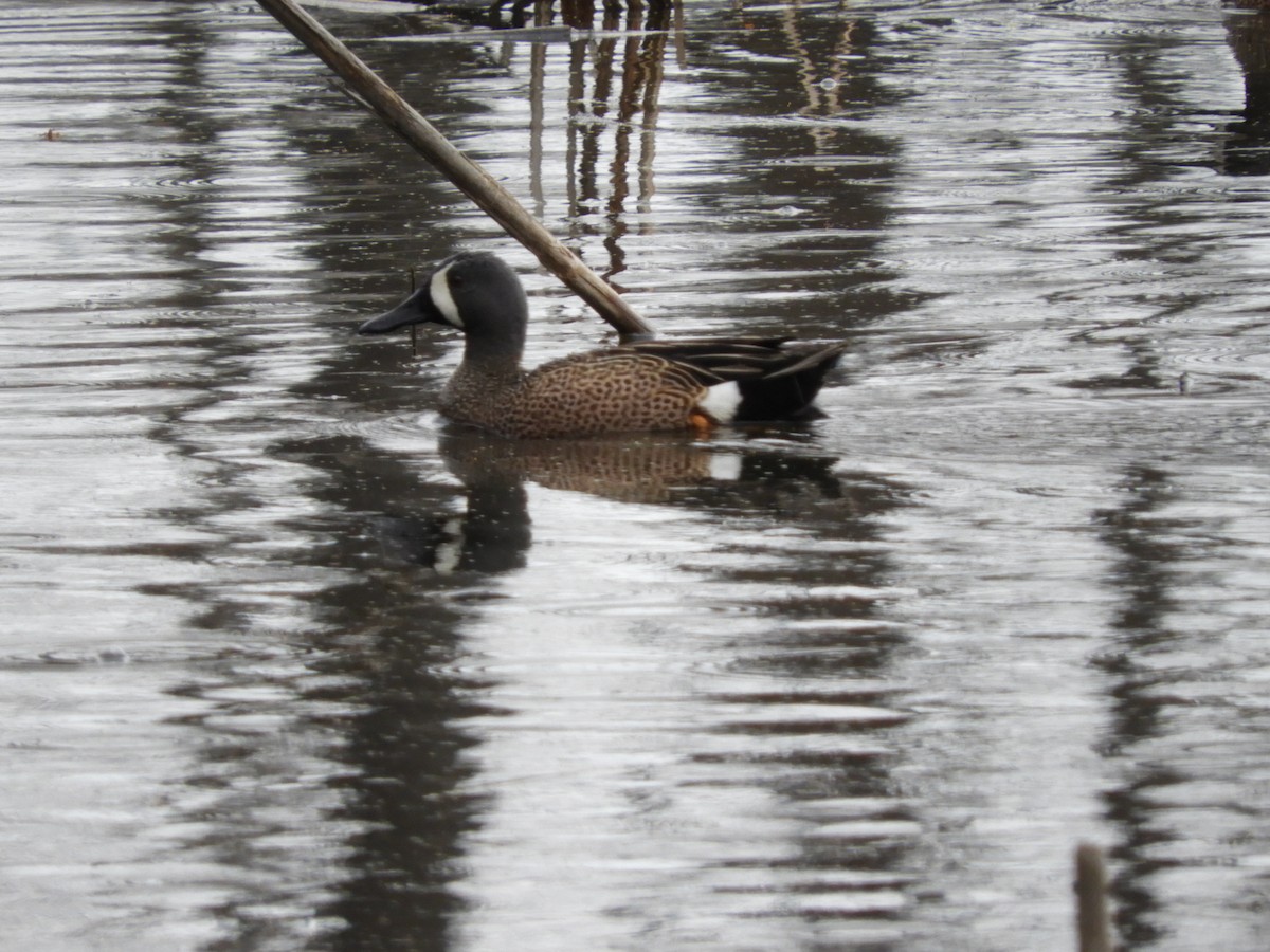 Blue-winged Teal - ML54572381