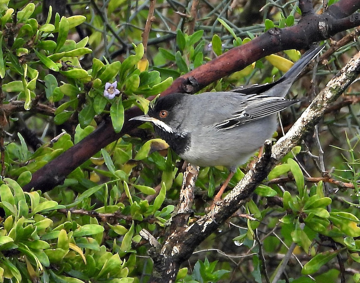 Curruca de Rüppell - ML545723961