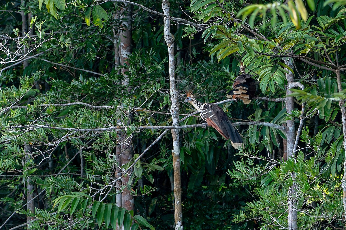 Hoatzin - LUCIANO BERNARDES