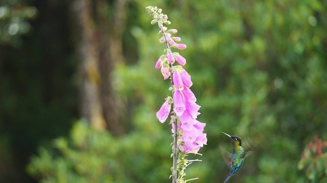 Fiery-throated Hummingbird - ML545725241