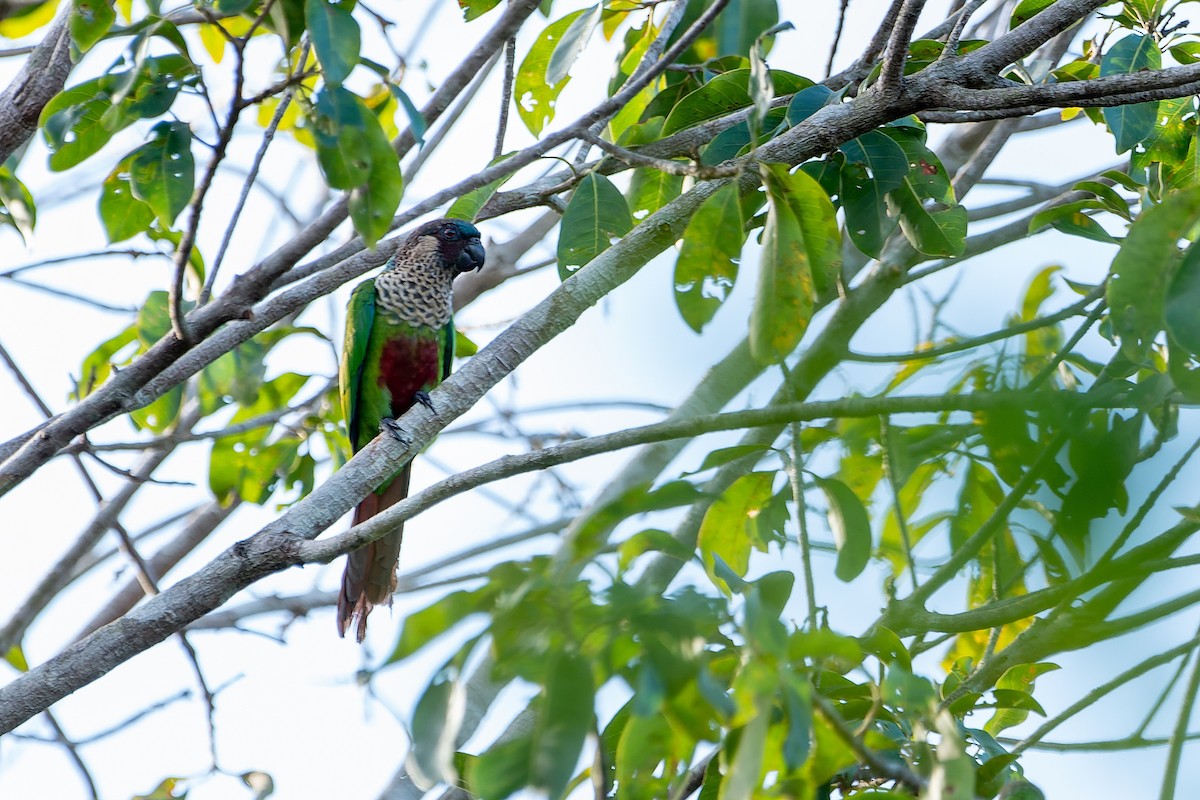 Conure de Hellmayr (amazonum) - ML545725301