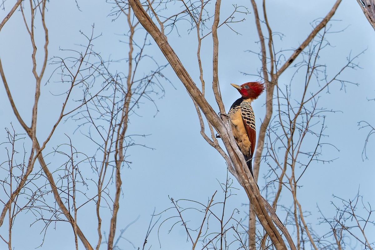 Kaempfer's Woodpecker - LUCIANO BERNARDES