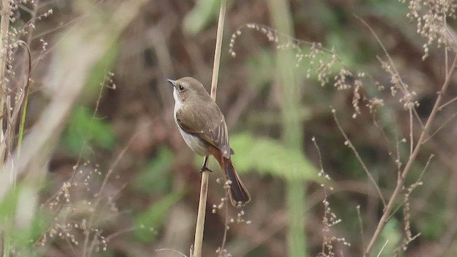 Gray Bushchat - ML545725921