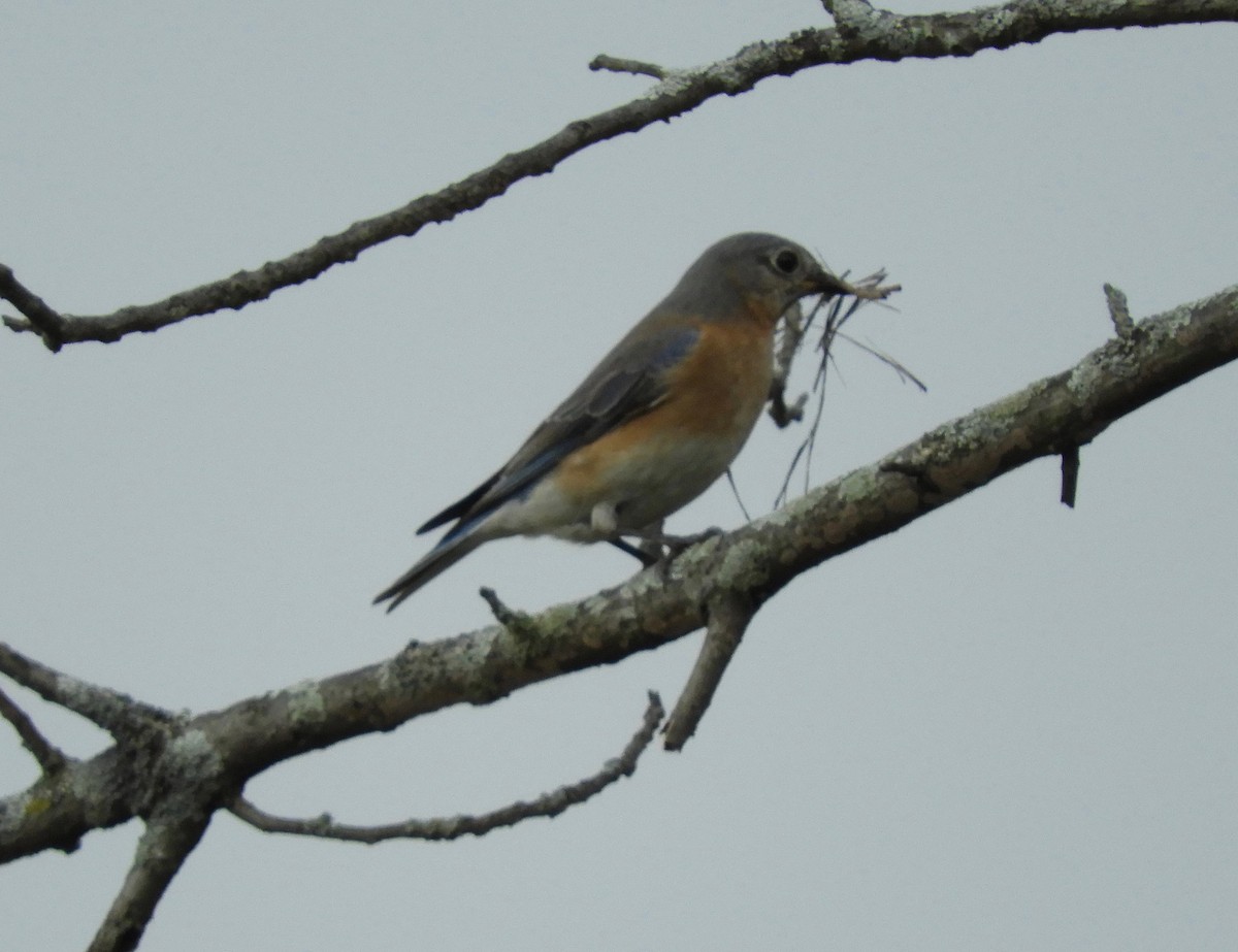 Eastern Bluebird - ML54572691