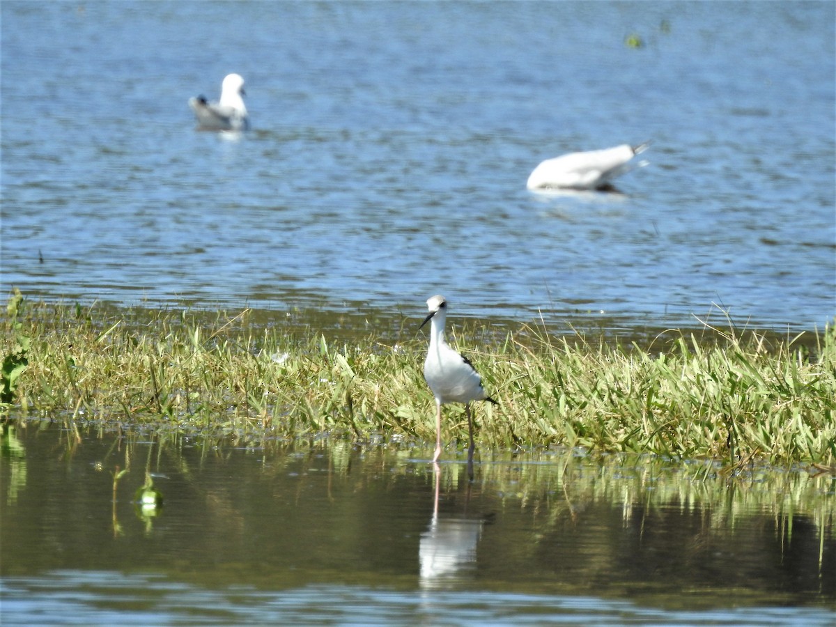 australstylteløper - ML545727551