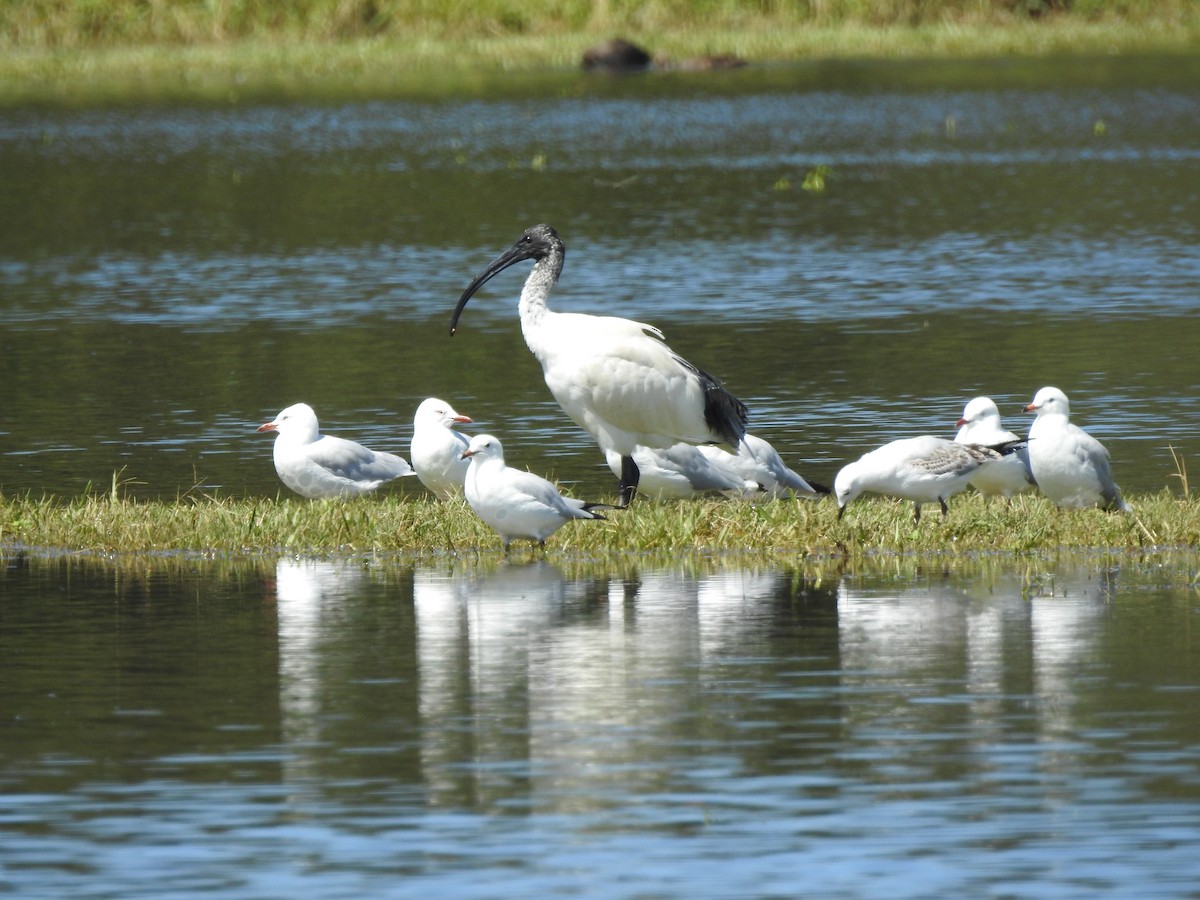 australibis - ML545727681