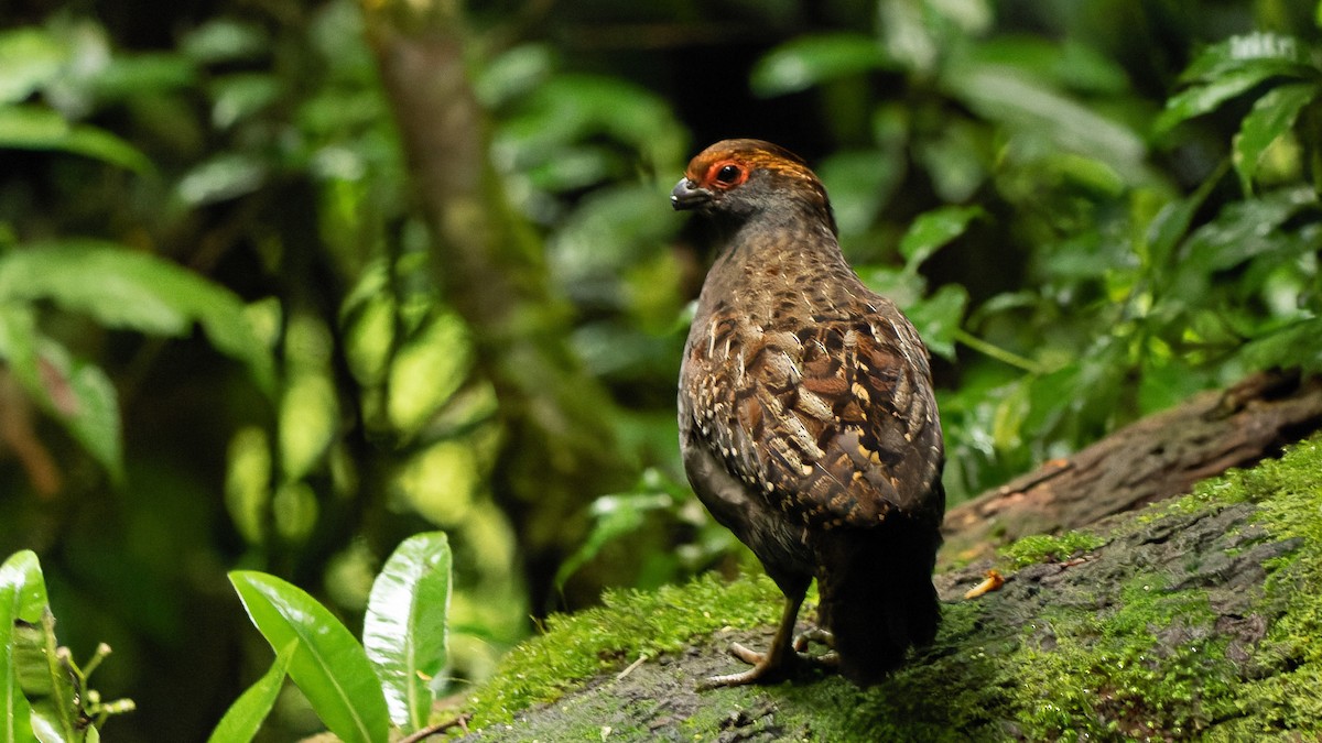 Spot-winged Wood-Quail - ML545727891