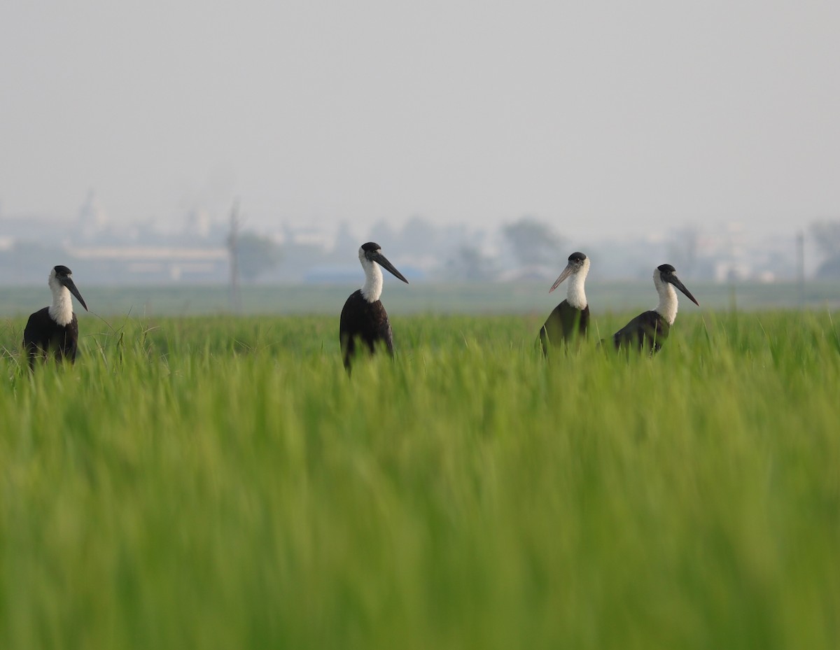 Asian Woolly-necked Stork - ML545728481