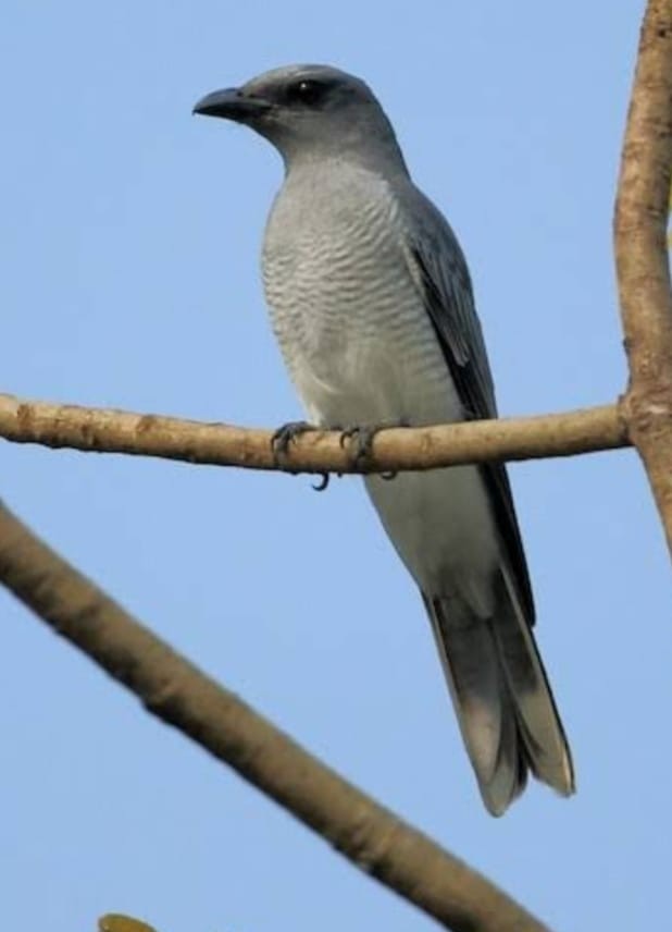 Indian Cuckooshrike - ML545728841