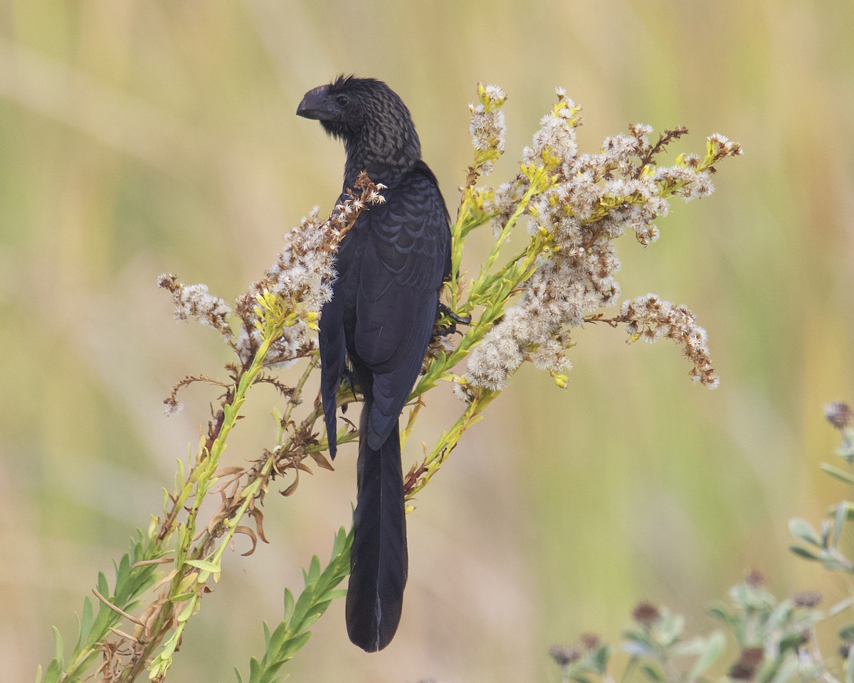 Smooth-billed Ani - ML545729821