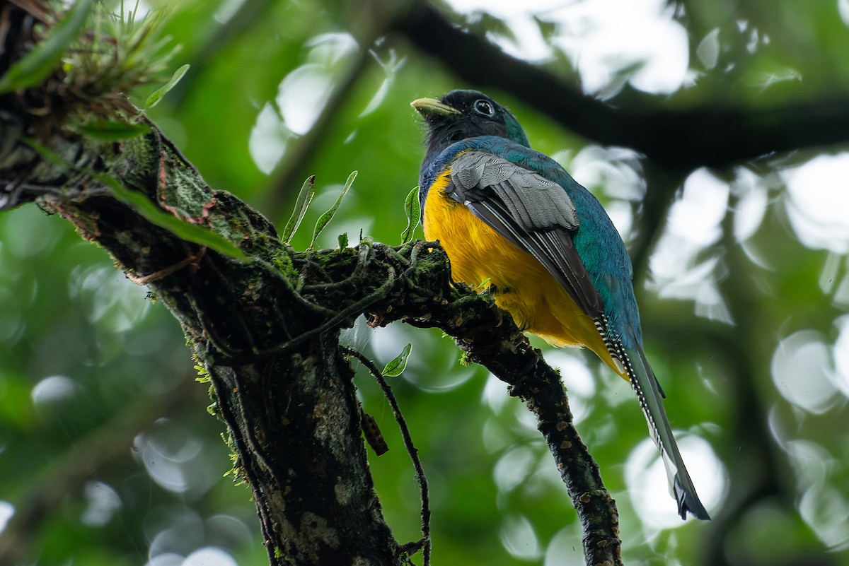 Atlantic Black-throated Trogon - LUCIANO BERNARDES