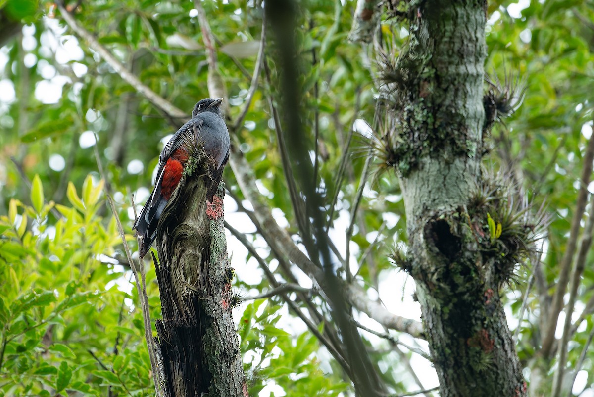 Surucua Trogon - ML545731381