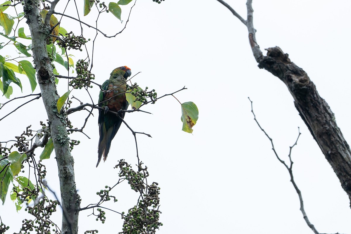 Golden-capped Parakeet - ML545731651