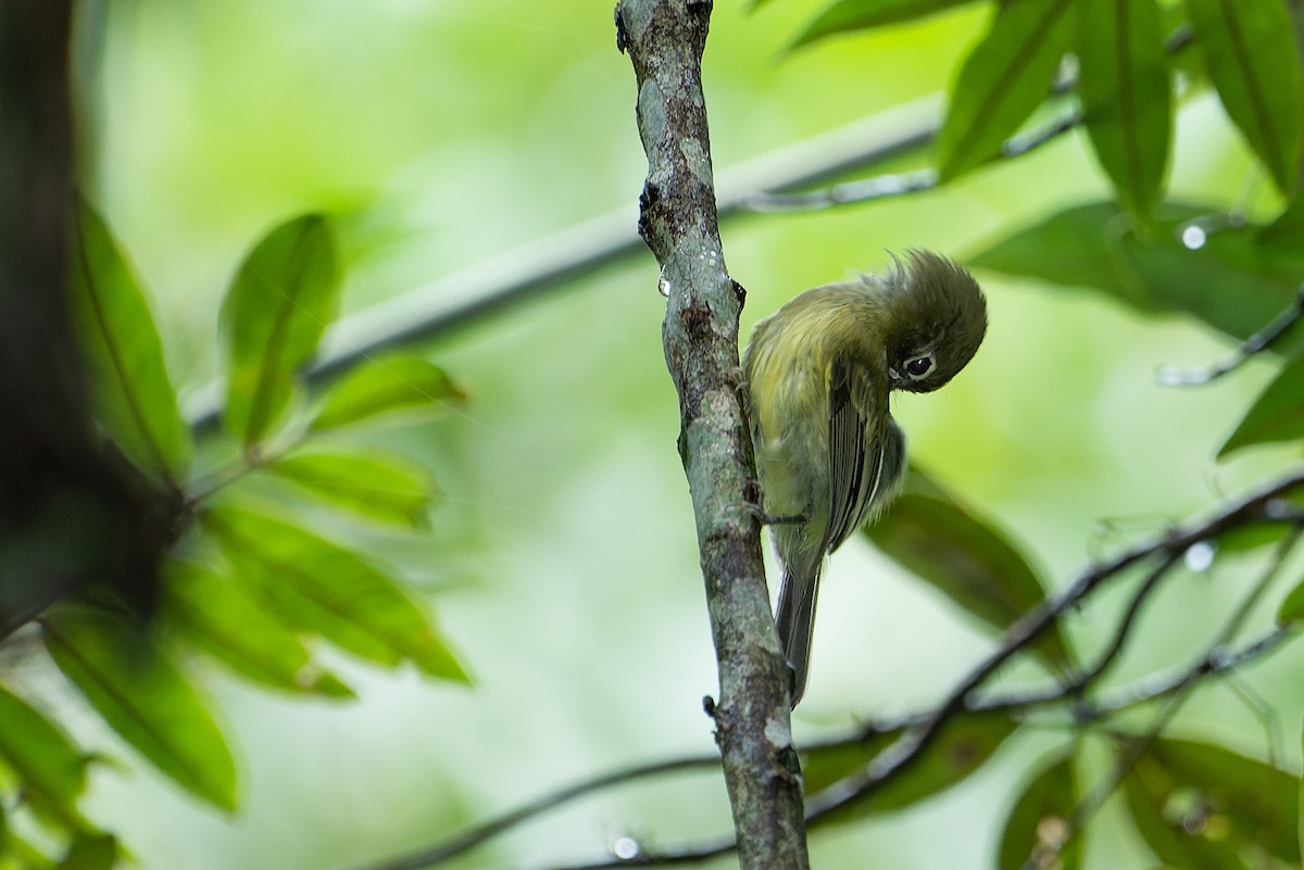 Eye-ringed Tody-Tyrant - ML545731791