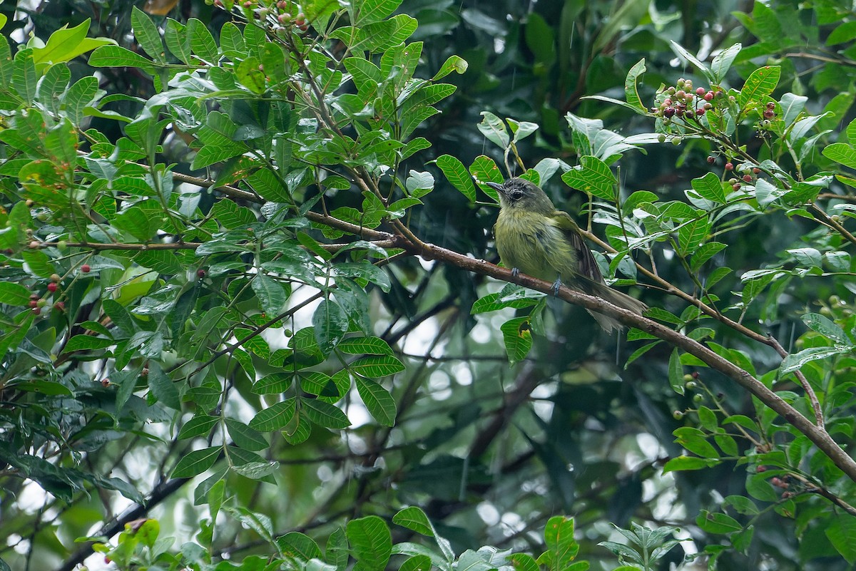 Yellow-olive Flatbill - LUCIANO BERNARDES