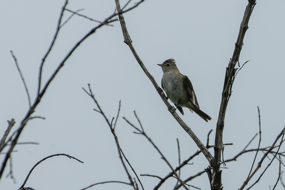 White-crested Elaenia - LUCIANO BERNARDES