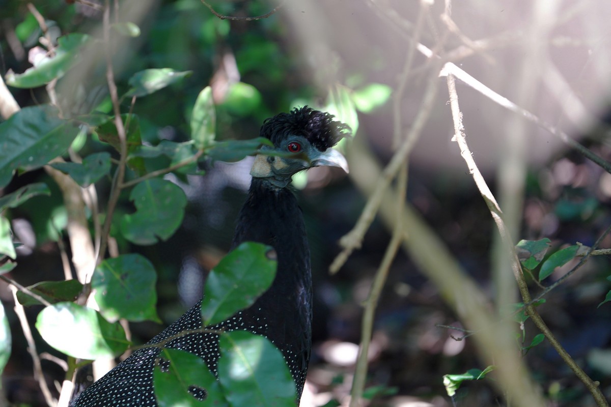 Southern Crested Guineafowl - Dave Rimmer
