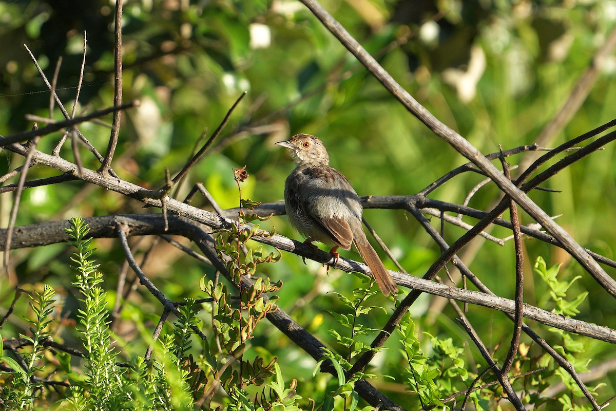 Rock-loving Cisticola - ML545732781