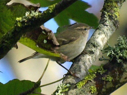 Hume's Warbler (Western) - ML545733951