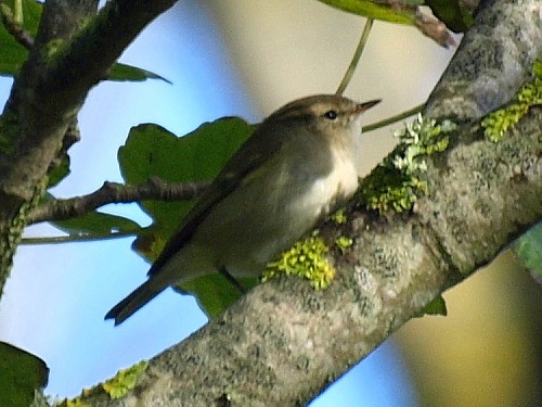 Hume's Warbler (Western) - ML545733991