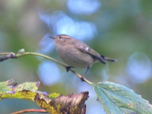 Hume's Warbler (Western) - ML545734001