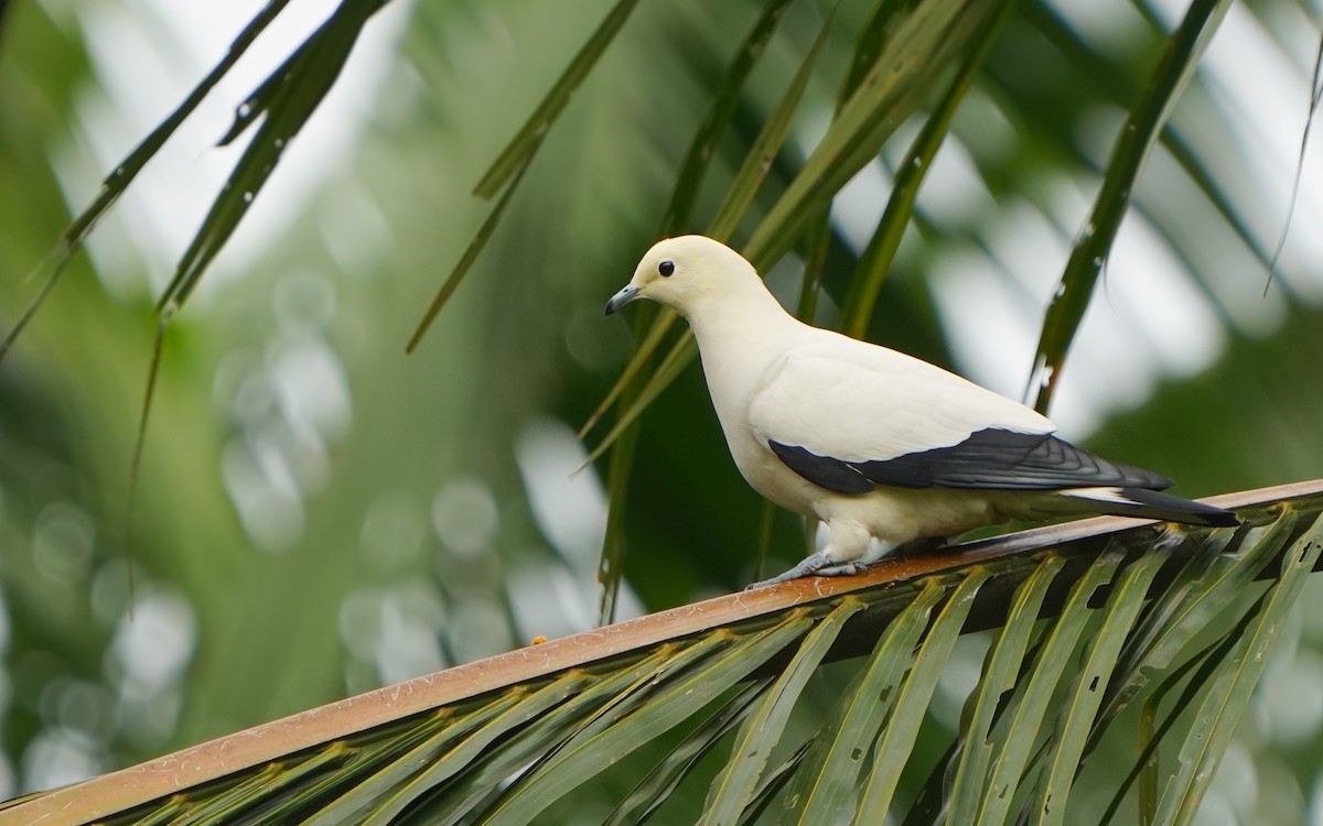 Pied Imperial-Pigeon - Edmond Sham