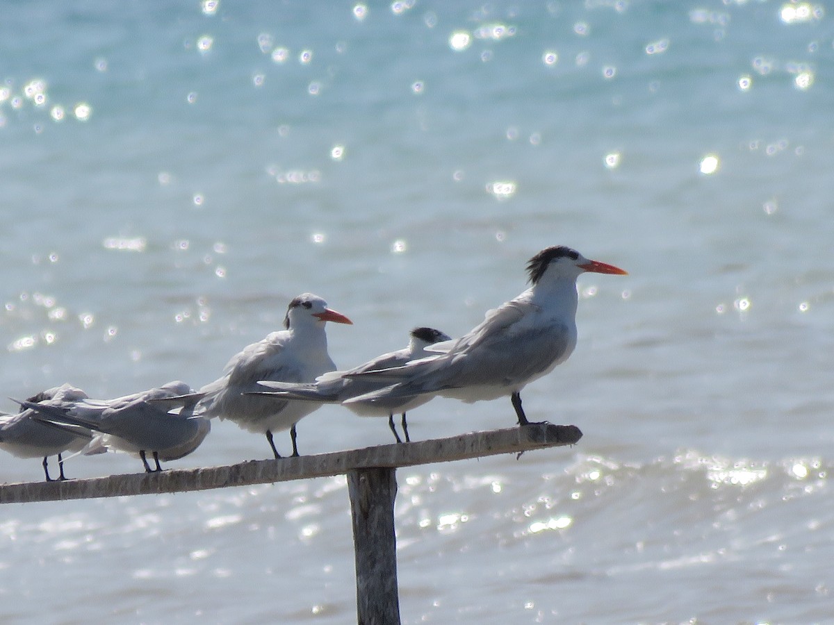 Royal Tern - ML545735551